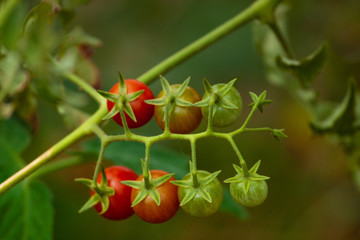 A branch with seven beautiful red ripe tomatoes grown. Concept of organic food. Horizontal picture with Copy space.