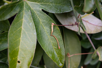 Passion Vine Tendril in Autumn