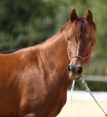 Portrait of a young horse in summer outside at rural dressage center