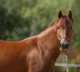 Naklejka premium Portrait of a young horse in summer outside at rural dressage center