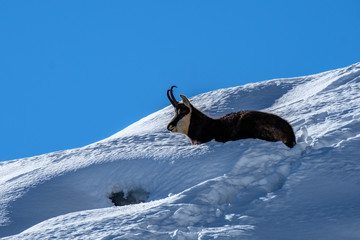 Camoscio al gran Paradiso