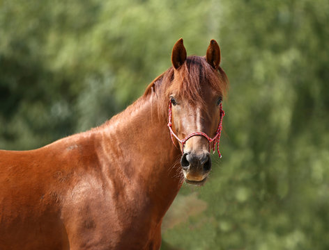 Portrait of a young horse in summer outside at rural dressage center