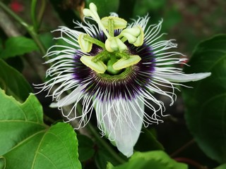 Passionfruit Flower (Passiflora edulis f. flavicarpa)
