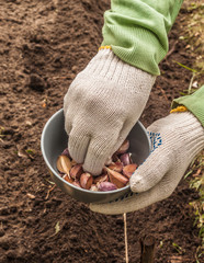 Gardener's hands plant winter garlic