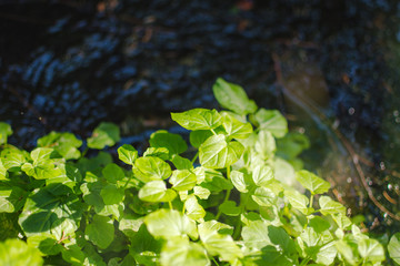 A healthy live growing flower by the river. Pure nature.