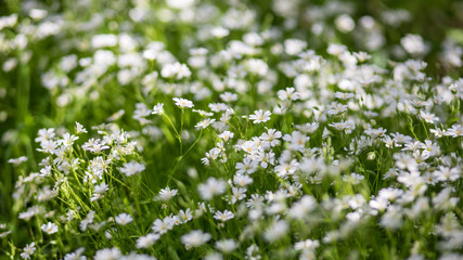 White Blossoms