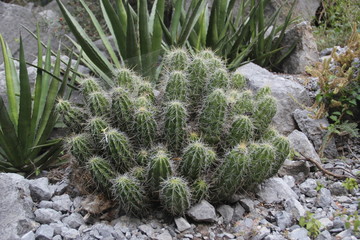 Cactus