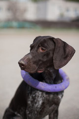 German shorthaired pointer Hunter dog with puller