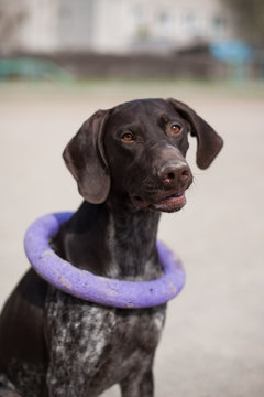 German shorthaired pointer Hunter dog with puller