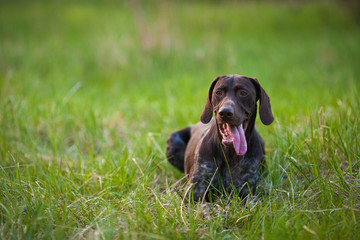 German shorthaired pointer Hunter dog  Head shot portrait of Adorable smile dog at green grass cute dog looking up