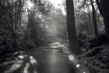 Obraz premium Infrared Photography Sun Through Forest Trees Flaring 
