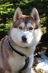 Siberian husky dog in the snow