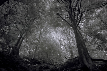Tall Trees In A Dark Autumn Forest, Contrast Black And White Infrared Photography