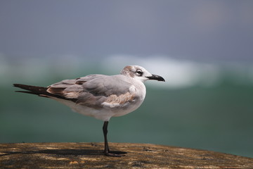 Fototapeta na wymiar A Seagull Perched on a Post
