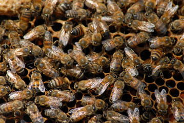 abejas