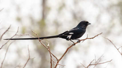 One magpie shrike in the Kruger National Park in South Africa