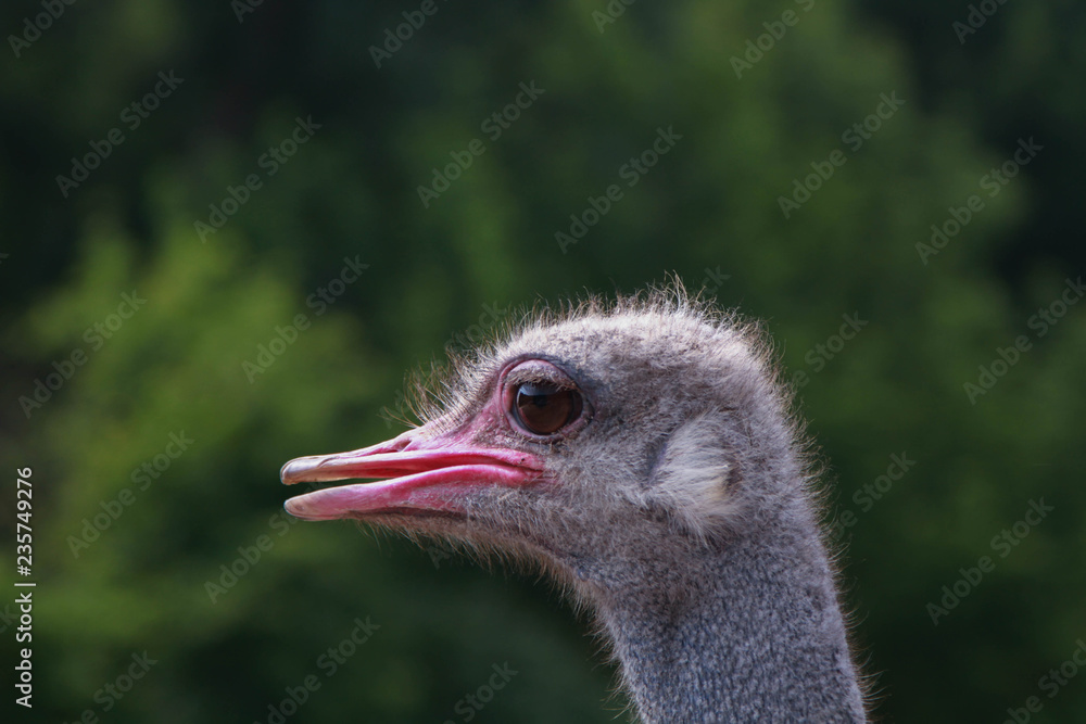 Wall mural Head shot of an ostrich looking at the camera