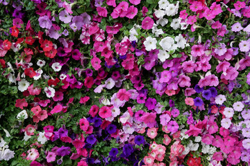 Vertical garden nature backdrop, colorful petunia flowering plant flowers and green leaves wall background.