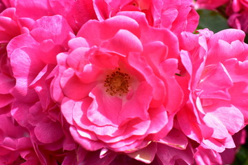 Close up of pink rose flowers