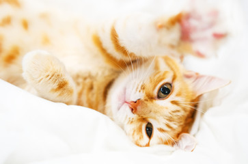 Fototapeta na wymiar Cute ginder cat basking on the white bed.