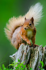 Naklejka na ściany i meble Red Squirrel on a tree stump