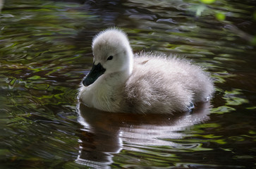  Cygnet sitting on water