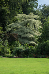 Obraz premium Baum im Garten