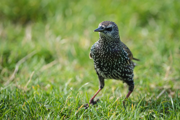 Starling walking on grass