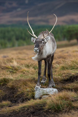 Reindeer standing on windy moorland