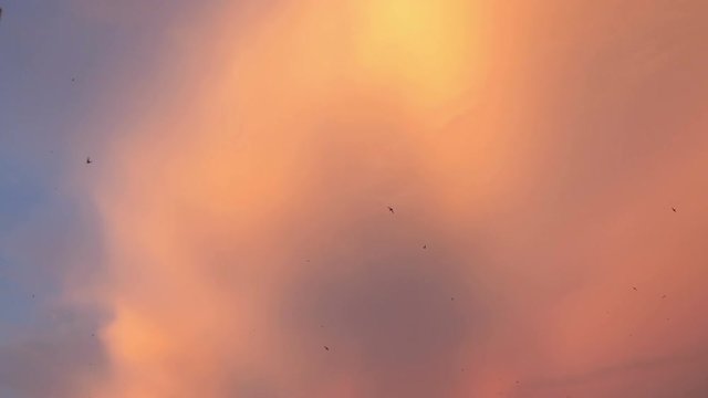Flying birds on the sky in 4k slow motion 60fps