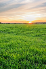 Sunset on the horizon above the forest field with grass