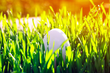 one white chicken egg lies in the green grass on a Sunny spring meadow