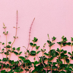 Plants on pink creative concept. Green on pink wall background.