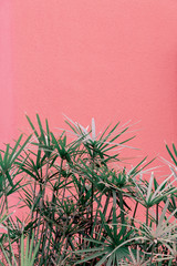 Plants on pink concept. Tropical green on pink wall background.