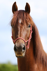 Portrait of a young horse in summer outside at rural dressage center