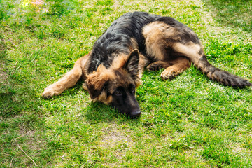 German shepherd dog lies on the grass
