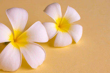 Fototapeta na wymiar Tropical white flowers (plumeria) on yellow background. Concept for greeting card, postcard. Copy space.