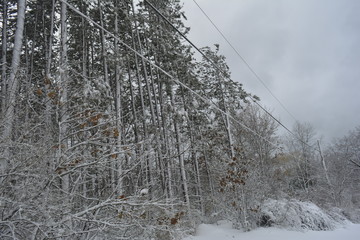 Inverno