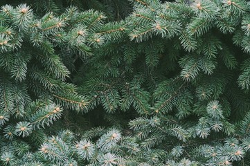 Naklejka na ściany i meble Christmas tree closeup photo. Natural fir tree outdoor. New Year holidays concept