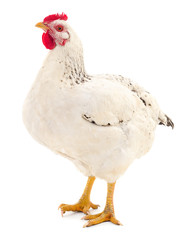 White hen isolated.