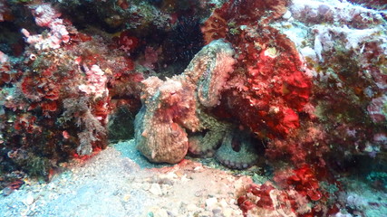 Fototapeta na wymiar Octopus at the reef 