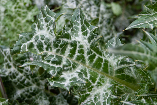 Syrian Thistle Leaves in Autumn