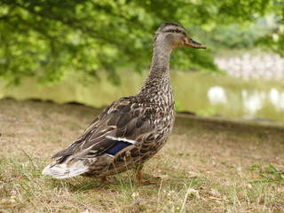 a mallard on the meadow