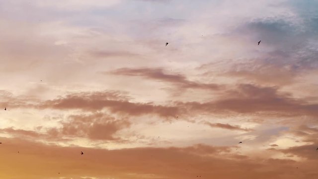 Flying birds on the sky in 4k slow motion 60fps