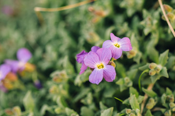Bud of purple and macro Aubrietia