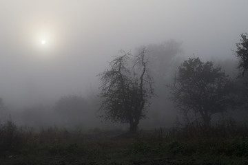 tree in the fog