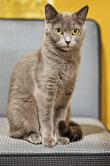 portrait of a beautiful Scottish cat. sitting on the couch.