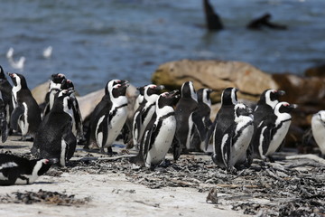 Brillenpinguine in Kapstadt, S&uuml;dafrika