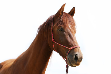 Obraz premium Portrait of a young horse in summer outside at rural dressage center