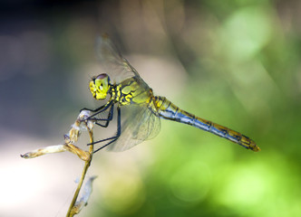 Dragonfly on the branch